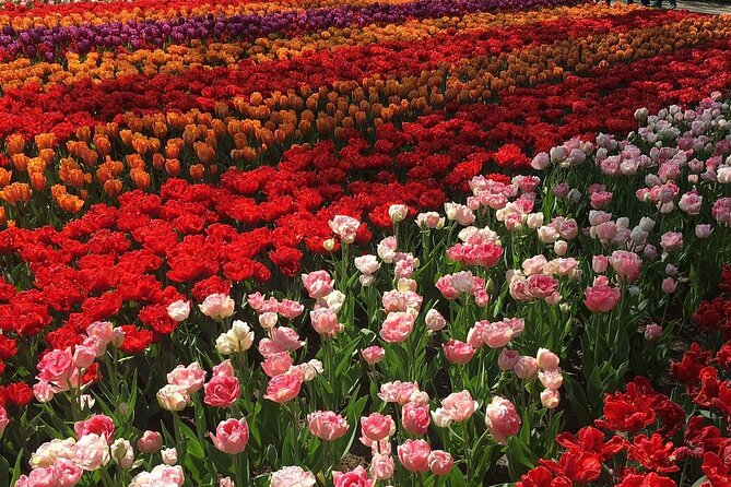 Half Day Keukenhof Tulip Paradise Trip From Amsterdam - Meeting and Pickup