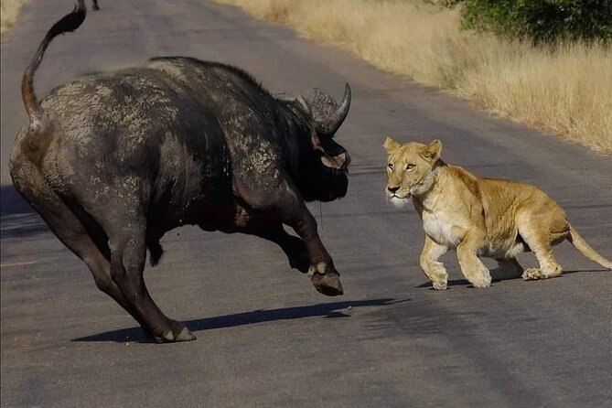 Half Day Kruger Open Vehicle Safari From Marloth Park - Meeting and Pickup Logistics