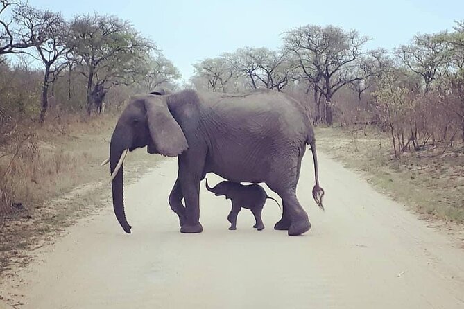 Half Day Kruger Open Vehicle Safari From Marloth Park - Traveler Accessibility and Restrictions