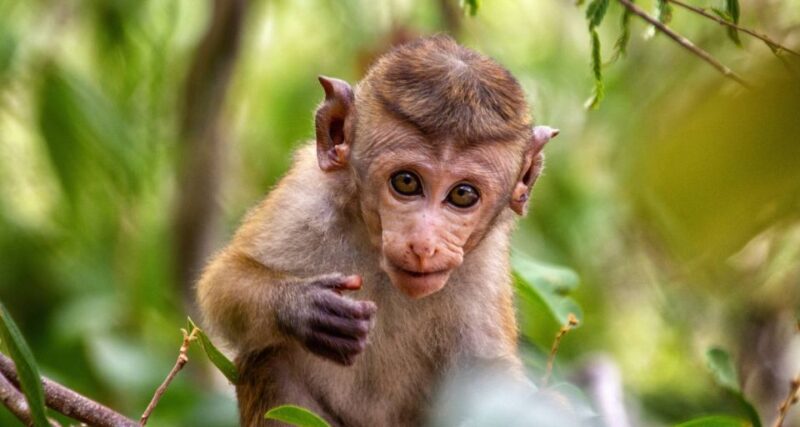 Half-Day Kumana National Park 4 X 4 Wheel Safari - Highlights of Kumana National Park