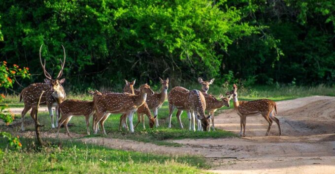 Half-Day Kumana National Park 4 X 4 Wheel Safari - Pricing and Booking Details