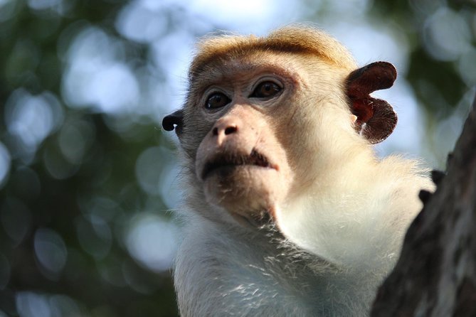 Half-Day Kumana National Park Private Safari With Pickup - Good To Know