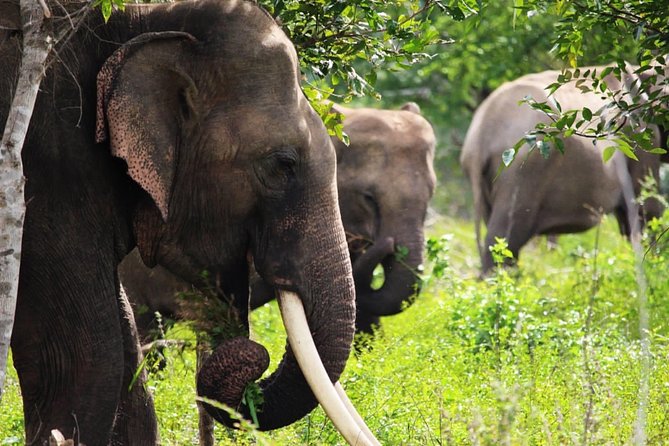 Half-Day Kumana National Park Private Safari With Pickup - Inclusions