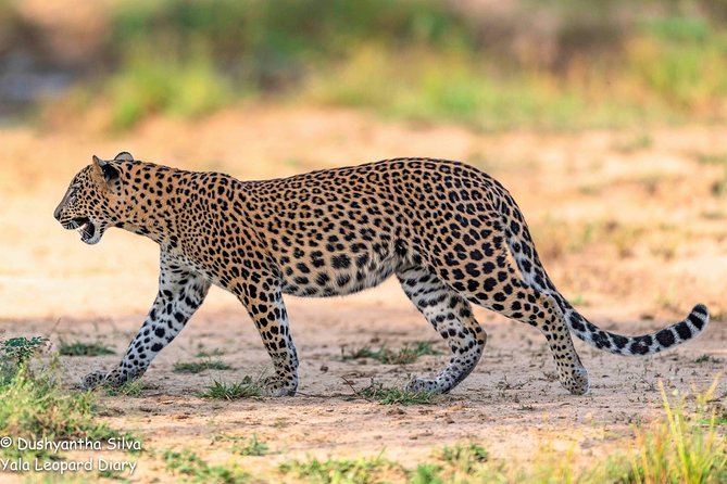 Half-Day Kumana National Park Private Safari With Pickup - Pickup and Schedule
