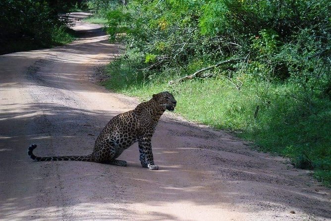 Half-Day Kumana National Park Private Safari With Pickup - Traveler Information