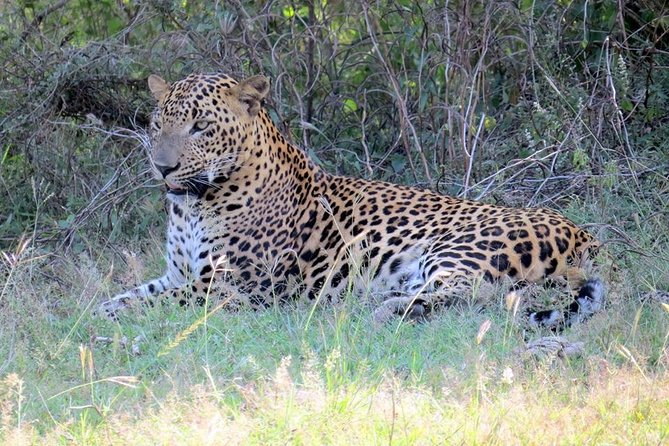 Half-Day Kumana National Park Private Safari With Pickup - Safety Considerations