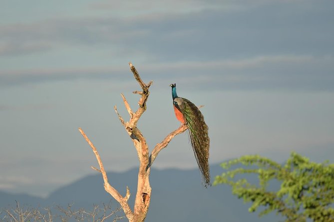 Half-Day Kumana National Park Private Safari With Pickup - Explore Kumana National Park
