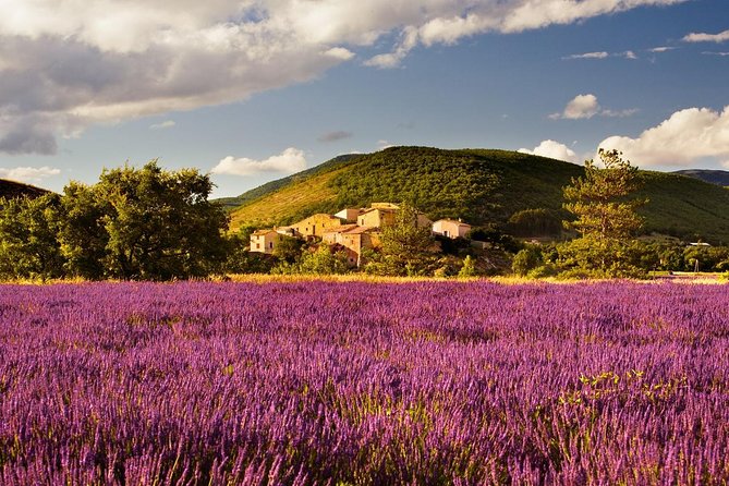 Half Day Lavender Road in Sault From Avignon - Meeting and Departure