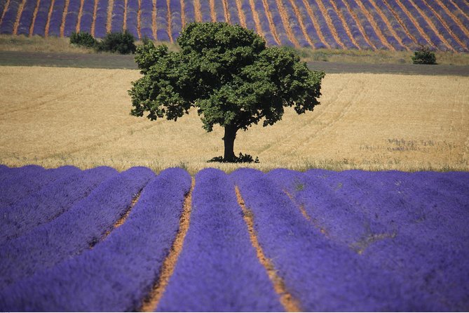 Half Day Lavender Road in Sault From Avignon - Transportation Details