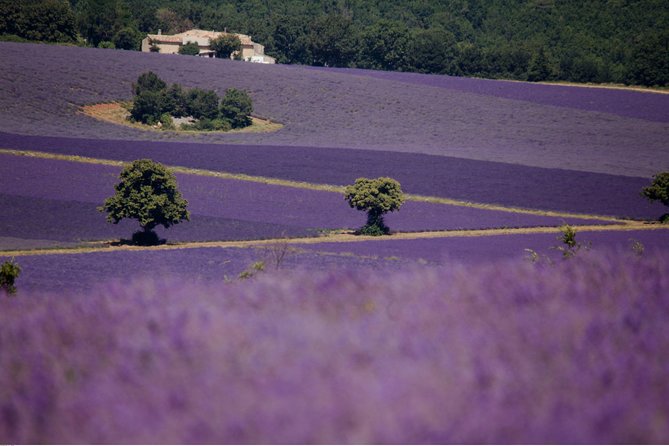 Half Day Lavender Road in Sault From Avignon - Tour Duration and Timing