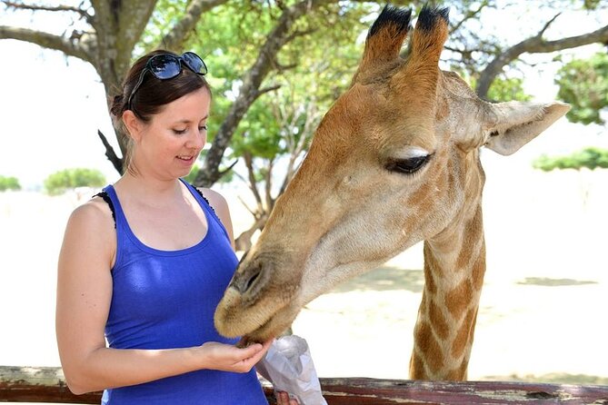 Half Day Lion Park Tour From Johannesburg or Pretoria - Reviews and Ratings