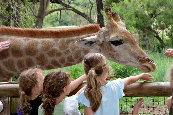 Half Day Lion Park Tour From Johannesburg or Pretoria - Discovering the Lion Park