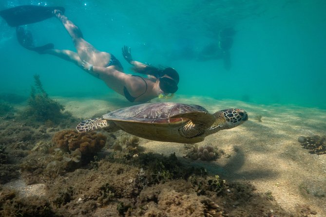 Half Day Low Isles Snorkelling Tour From Port Douglas - Glass Bottom Boat Experience