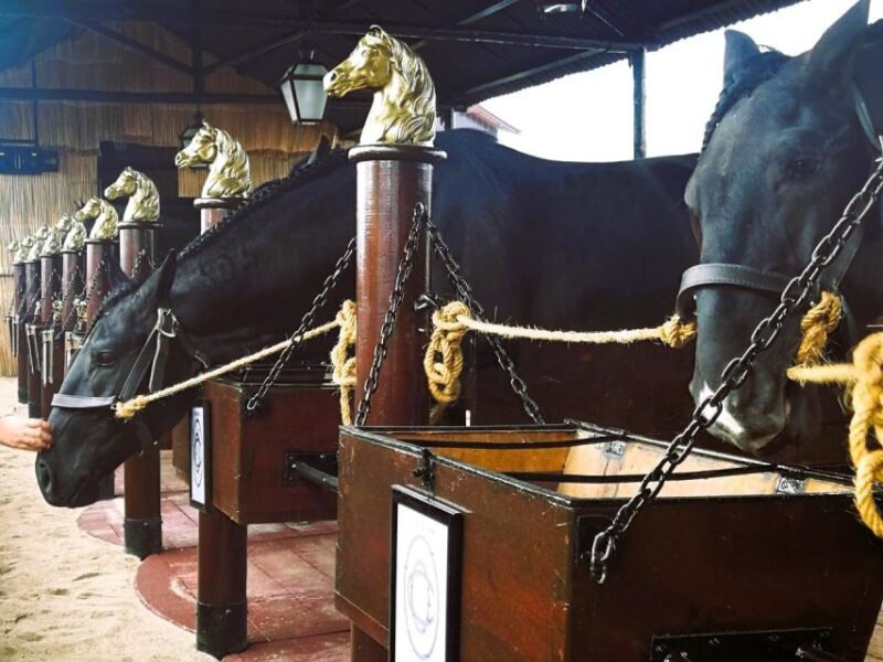 Half-Day Lusitanian Horses & Photography Museum Private Tour - Cultural and Historical Highlights