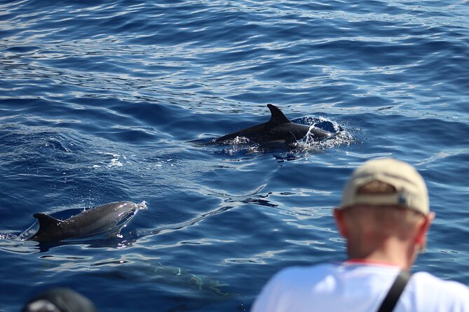 Half Day Madeira Island Cruise With Lunch - Overview