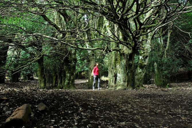 Half-day Madonie Hike to Piano Pomos Giant Hollies - Key Points