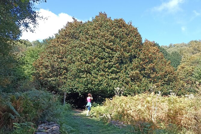 Half-day Madonie Hike to Piano Pomos Giant Hollies - Additional Info