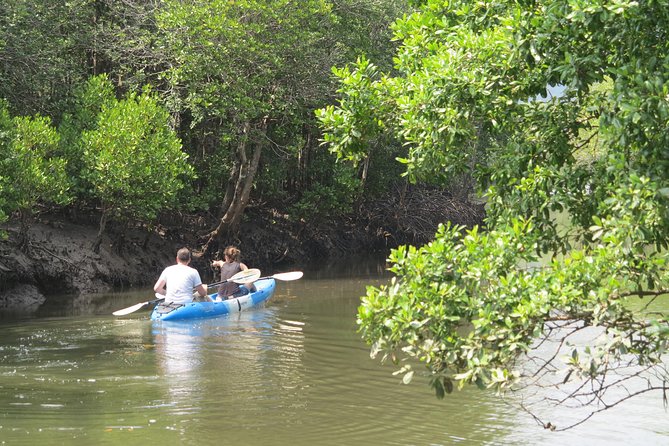 Half Day Mangrove by Kayaking or Longtail Boat From Koh Lanta - Wildlife and Environment