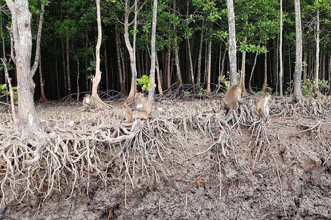 Half Day Mangrove Forest Kayaking Tour From Koh Lanta - Itinerary and Activities