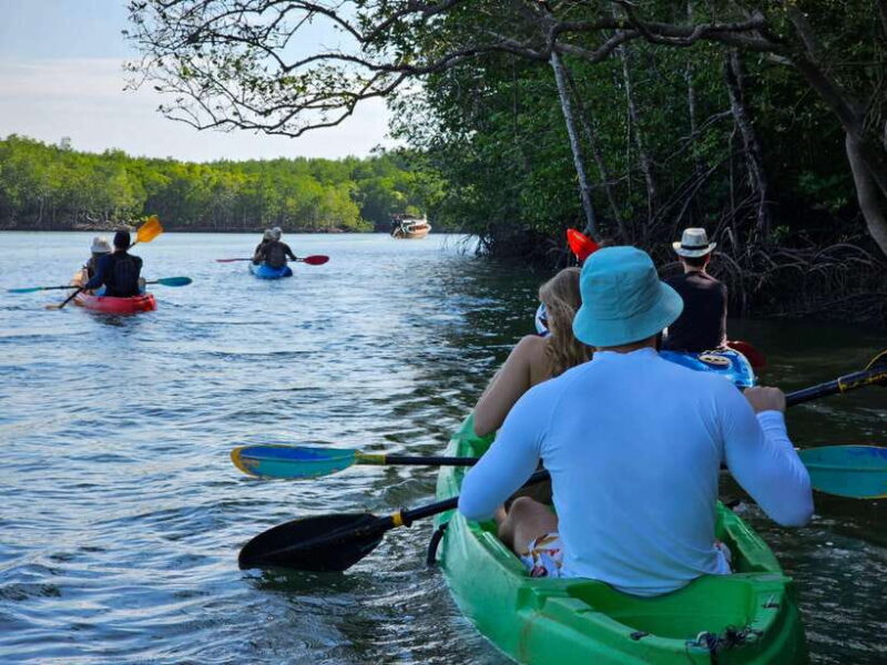 Half Day Mangrove Forest (Morning or Afternoon) - Key Points