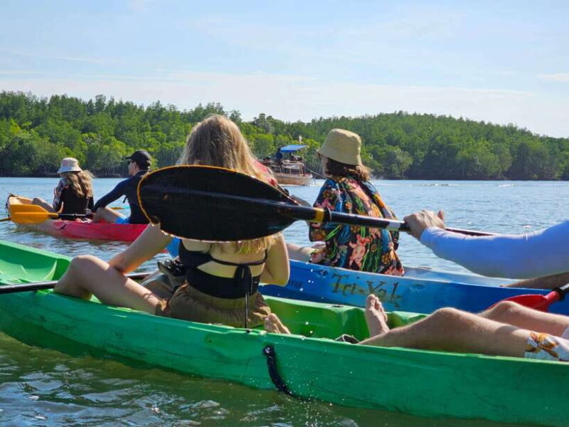 Half Day Mangrove Forest (Morning or Afternoon) - Tour Experience