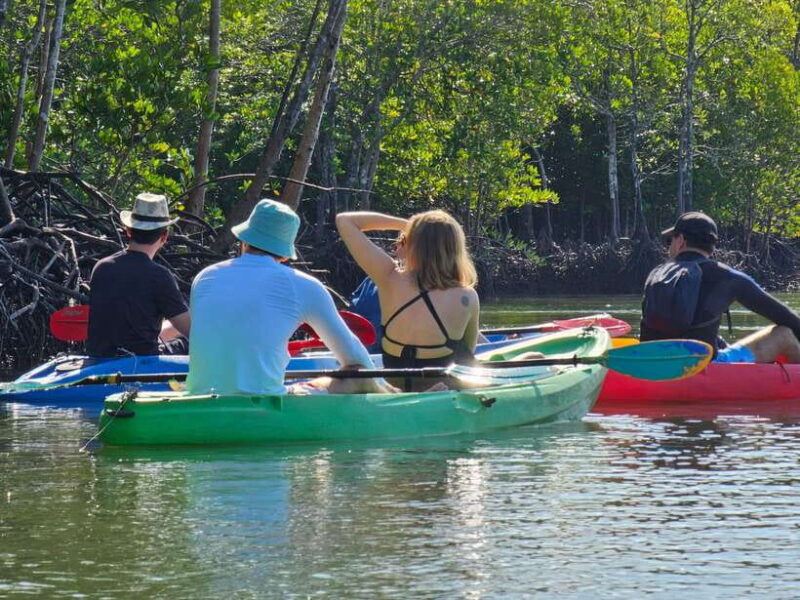 Half Day Mangrove Forest (Morning or Afternoon) - Recommendations and Guidelines