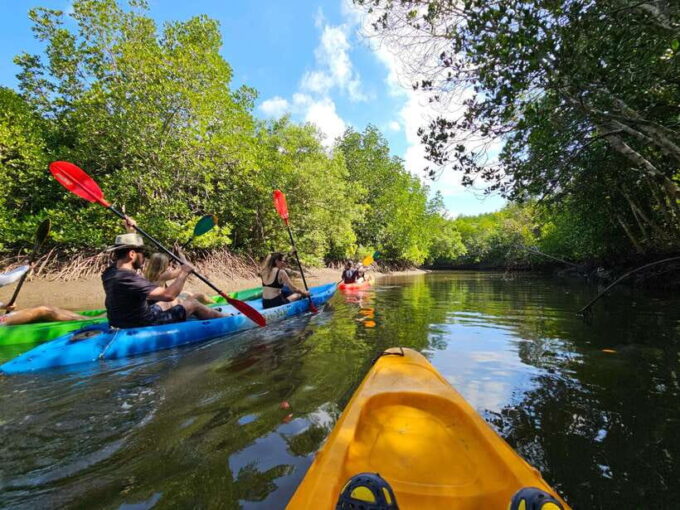 Half Day Mangrove Forest (Morning or Afternoon) - What to Expect During the Tour