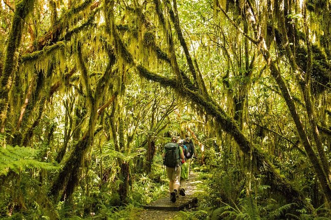 Half-Day Milford Track Guided Hiking Tour - Group Size and Rating