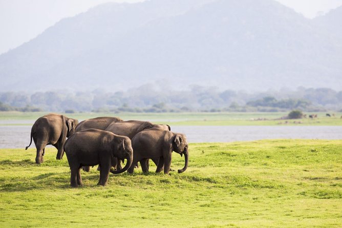 Half Day Minneriya National Park Safari From Habarana - Good To Know