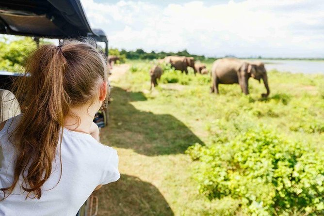 Half Day Minneriya National Park Safari From Sigiriya - Meeting and Pickup Details