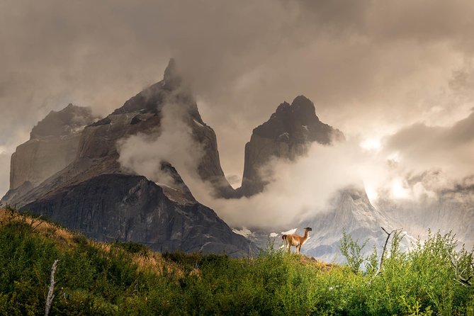 Half Day Mirador Cuernos Del Paine (Minimum 2 Pax) - Tour Experience
