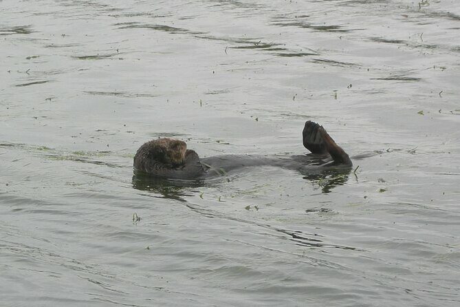 Half Day Monterey Peninsula Sightseeing Tour - Authentic Experiences and Reviews