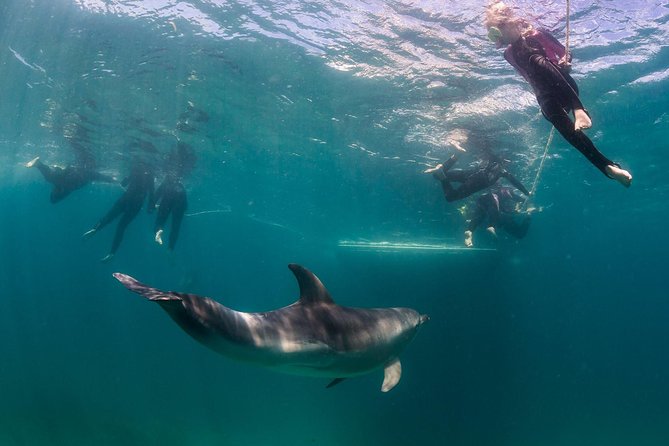 Half-Day Mornington Peninsula Dolphin and Seal Swim From Sorrento - Key Points