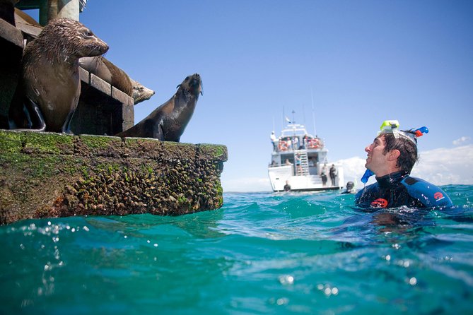 Half-Day Mornington Peninsula Dolphin and Seal Swim From Sorrento - Reviews and Pricing