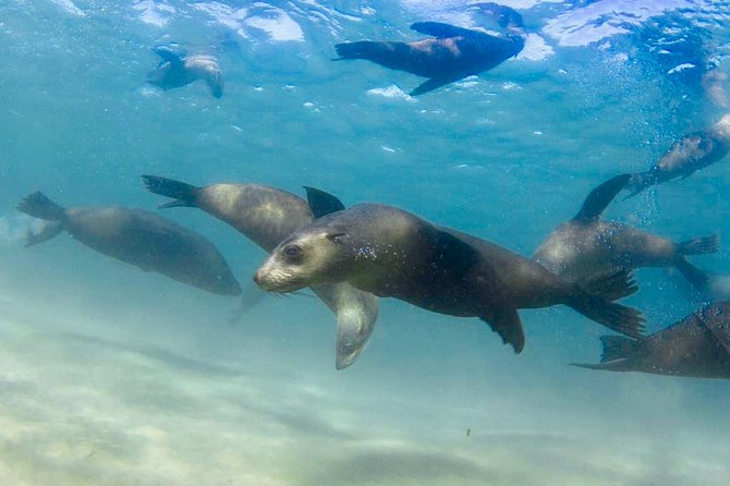 Half-Day Mornington Peninsula Dolphin and Seal Swim From Sorrento - Cancellation Policy