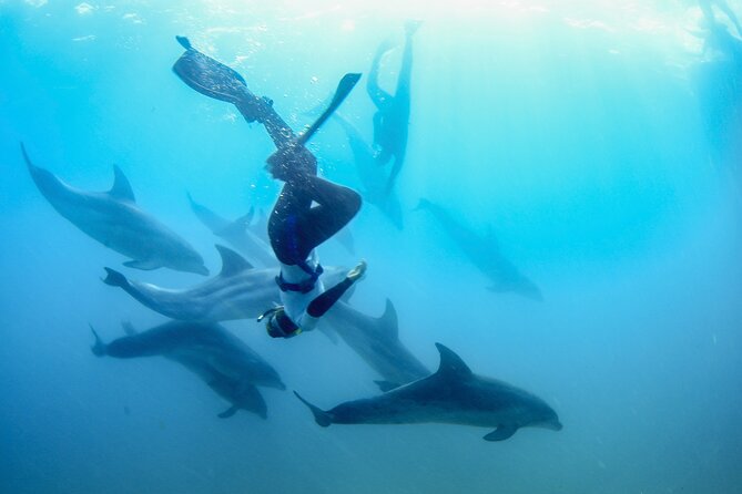 Half-Day Mornington Peninsula Dolphin and Seal Swim From Sorrento - Highlights of the Experience
