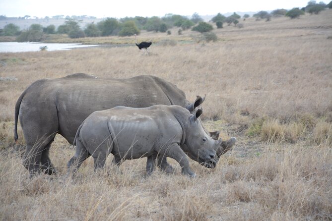 Half-Day Nairobi National Park and Maasai Market With Pick up - Itinerary Highlights