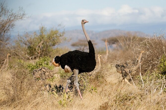 Half Day Nairobi National Park Private Safari - Whats Included in the Tour