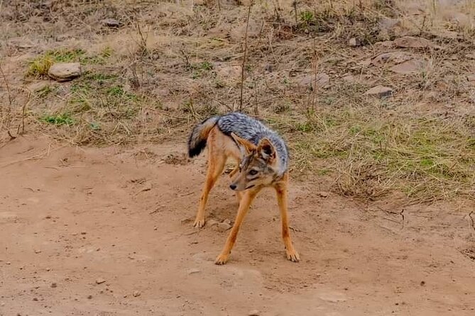 Half Day Nairobi National Park Private Safari - Accessibility Features