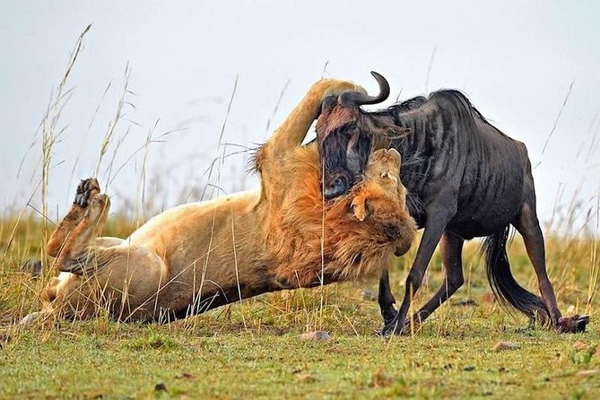 Half-Day Nairobi National Park Safari From Nairobi With Free Pickup - Reviews