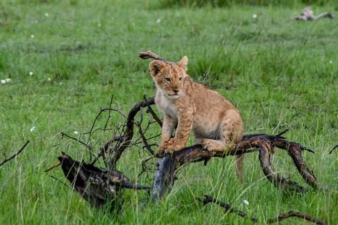 Half-Day Nairobi National Park Safari From Nairobi With Free Pickup - Wildlife Sightings
