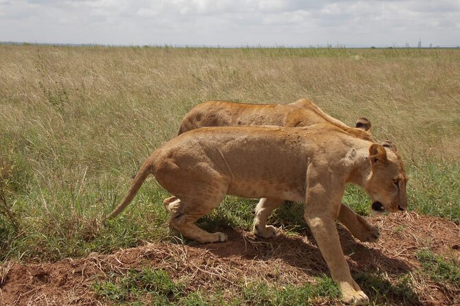 Half Day Nairobi National Park Tour - Pickup Information