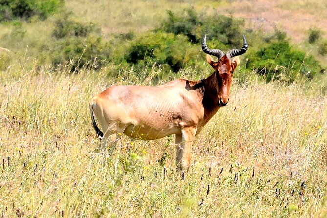 Half Day Nairobi National Park Tour - Accessibility