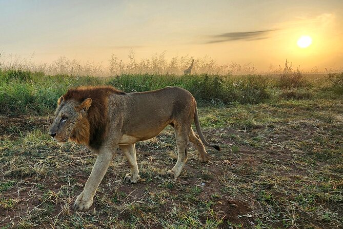 Half Day Nairobi National Park Tour With Admission - Tour Duration