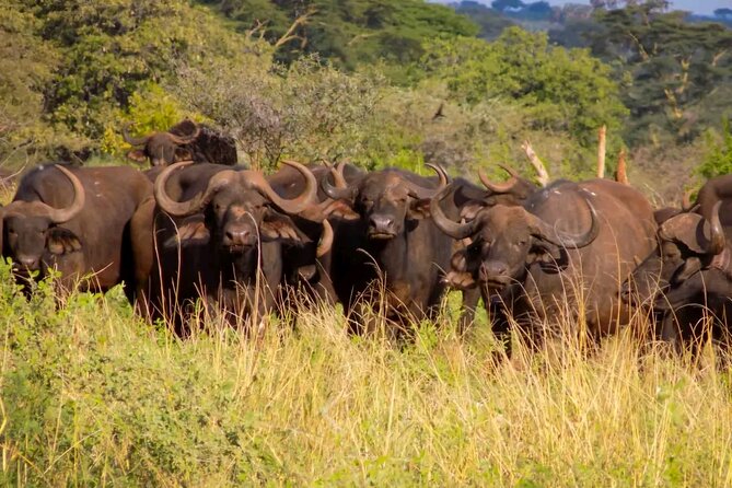 Half Day Nairobi National Park Tour With Admission - Weather Conditions