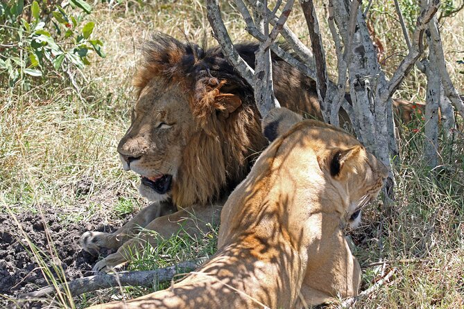 Half Day Nairobi National Park Tour With Admission - Accessibility Information