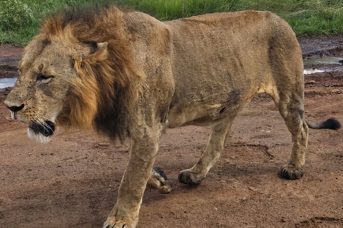 Half Day Nairobi National Park Tour With Admission - Excluded Costs