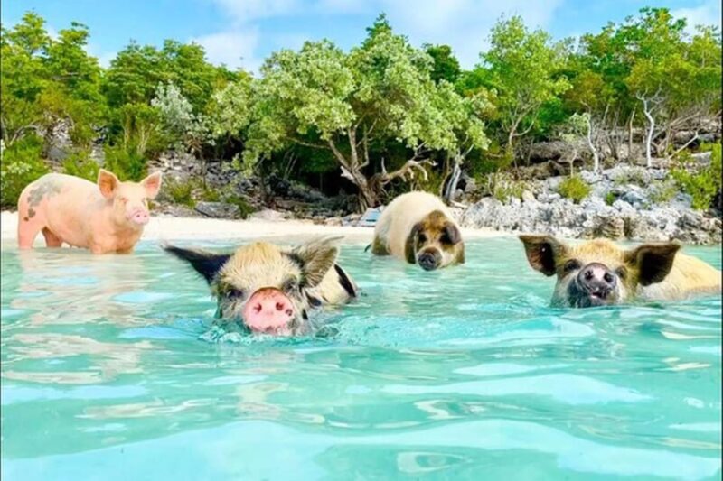 Half-Day Nassau Getaway: Rose Island Snorkeling & Turtle - Sailboat Ride to Rose Island