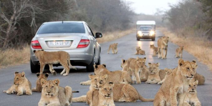 Half Day Natal Lion P & Tala Game Reserve From Durban Safari - Pickup and Accessibility