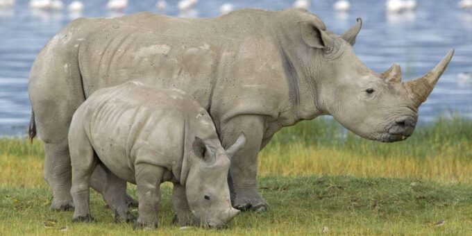 Half Day Natal Lion P & Tala Game Reserve From Durban Safari - Language Support